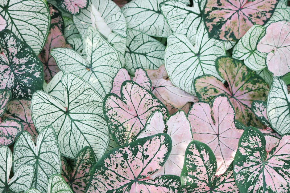 Bordeaux Botanical Garden